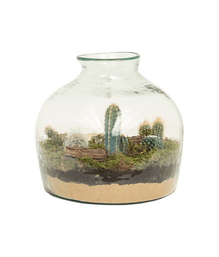 Terariu cactus