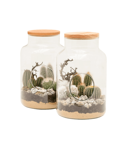 Terariu cactus sticla