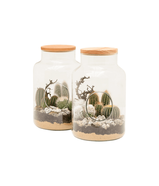 Terariu cactus sticla