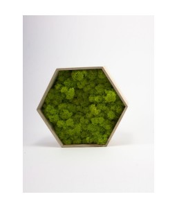 Hexagon licheni decorativi