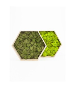 Hexagon licheni decorativi